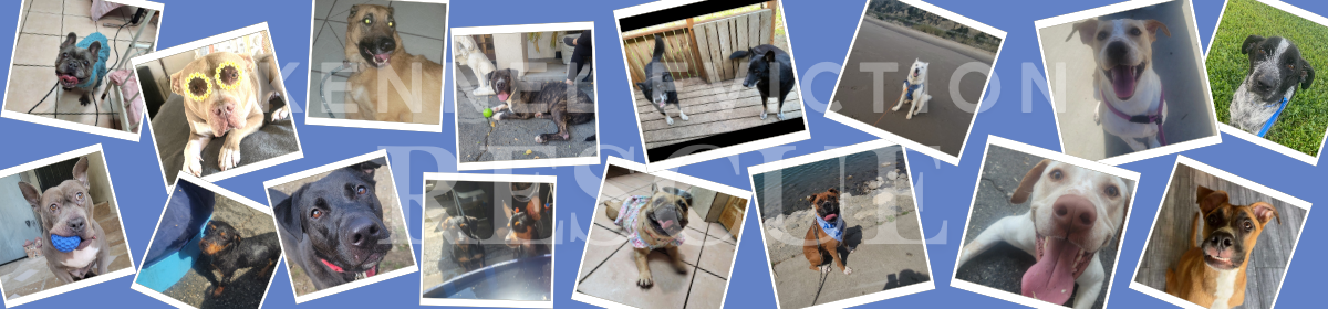 Kennel Eviction Rescue